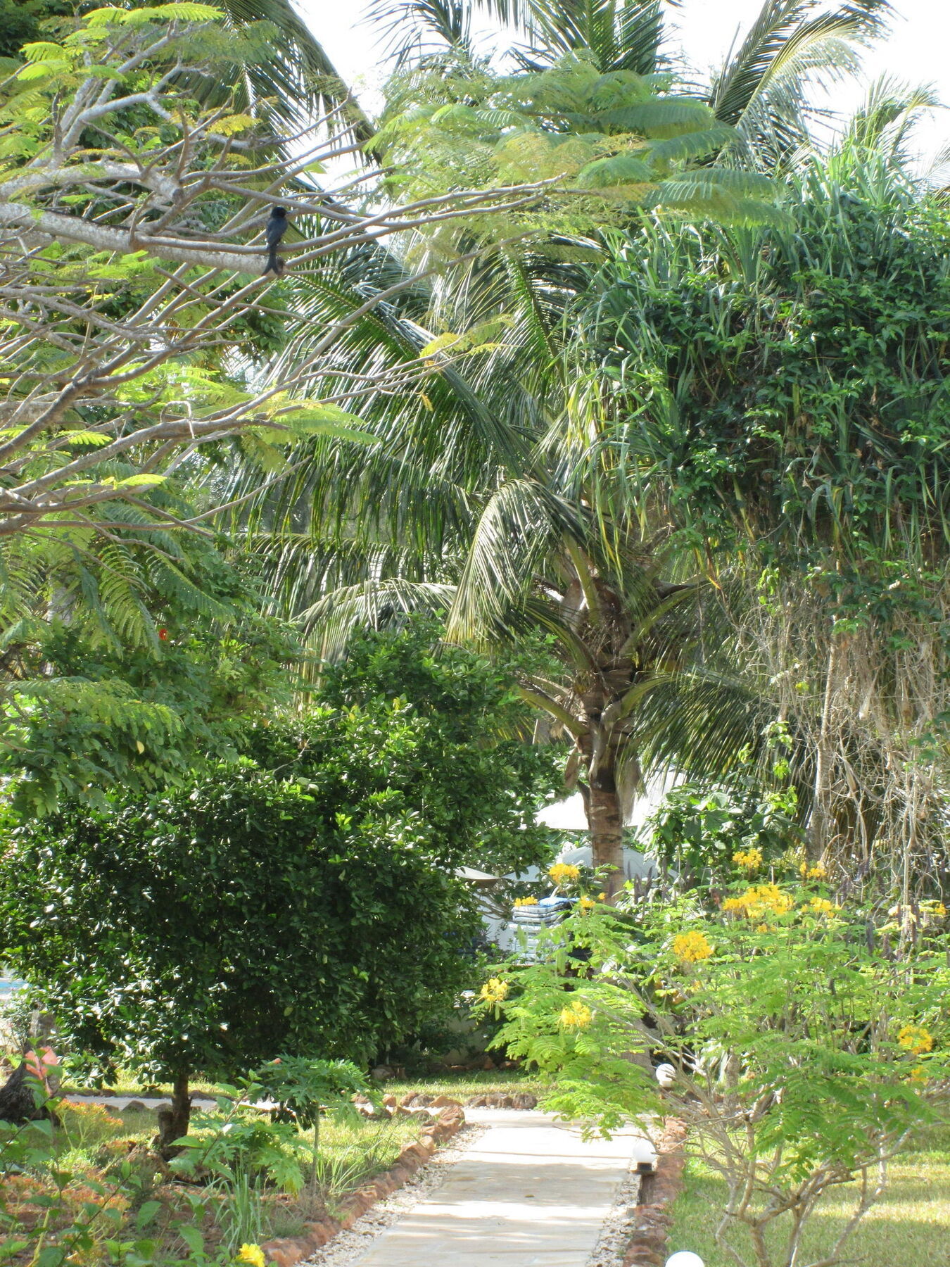 Flame Tree Cottages Nungwi Eksteriør bilde